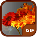 Floral Rose gif Stickers APK