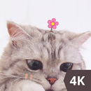 Cute Cat Wallpaper HD 4K APK