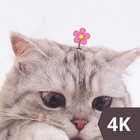 Cute Cat Wallpaper HD 4K icône