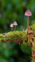 Fingerprint app lock and call lock theme mushroom imagem de tela 3