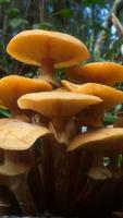 Fingerprint app lock and call lock theme mushroom imagem de tela 1