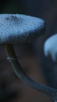 Fingerprint app lock and call lock theme mushroom imagem de tela 2
