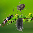 Bugs run in phone simulated icon