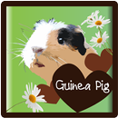 Guinea Pigs - all about APK