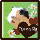 Guinea Pigs - all about 图标