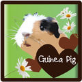 Meerschweinchen - alles darübe