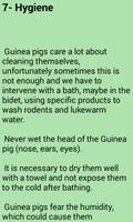 Guinea Pigs - all about 截图 2