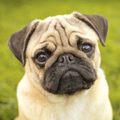 Pug Wallpapers