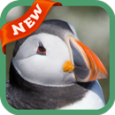 Puffin Wallpaper APK