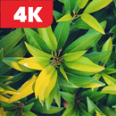 Leaf Wallpaper HD 4K APK