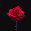 HD Rose Wallpapers 4K APK