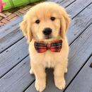 Cute puppy wallpapers APK