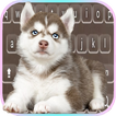 Blue Eyed Husky Pup keyboard