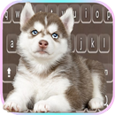 Blue Eyed Husky Pup keyboard APK