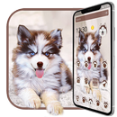 Puppy husky dog theme APK