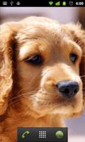 filhote de cachorro pets wallpaper imagem de tela 1