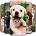 Puppy Wallpaper 🐶