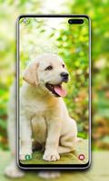 Puppy Wallpaper ảnh chụp màn hình 2