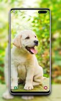 برنامه‌نما Puppy Wallpaper عکس از صفحه