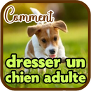 Comment dresser un chien adult APK