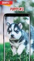 Puppy Wallpaper screenshot 1