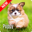 ”Puppy Wallpaper