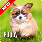 Puppy Wallpaper 图标