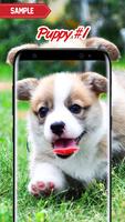 Puppy Wallpaper 截图 1