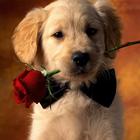 Cute Puppy Wallpapers - Live icon