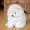 Puppy Wallpaper