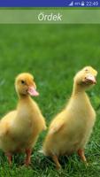 Çocuklar için Hayvan Sesleri Ekran Görüntüsü 2