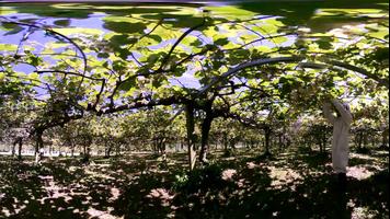 Kiwifruit Trade VR capture d'écran 2