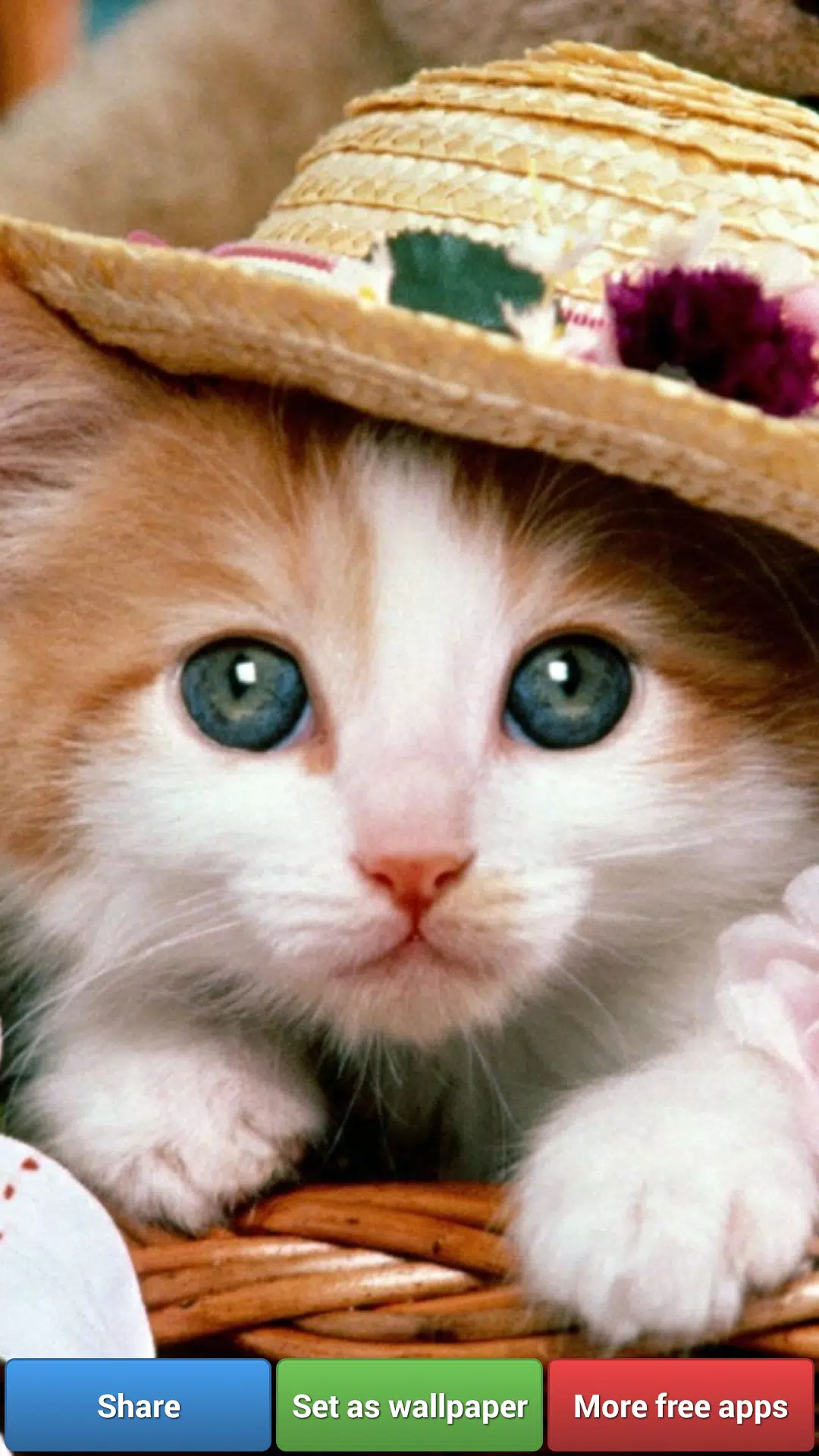 Android 用の かわいい猫壁紙 Apk をダウンロード