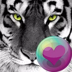 Big Cats HD Wallpapers APK  for Android – Download Big Cats HD  Wallpapers APK Latest Version from 