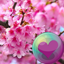 Красивая Цветет вишня Обои APK