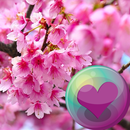 Belle fleurs de cerisier APK