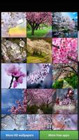 Belle fleurs de cerisier Affiche