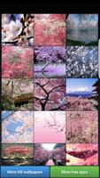 Belle fleurs de cerisier capture d'écran 1