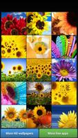 Sunflowers HD Wallpapers Affiche
