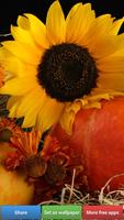 Sunflowers HD Wallpapers 스크린샷 2