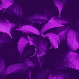 Purple Wallpaper icon