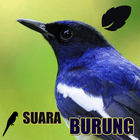 Koleksi Suara Burung Zeichen