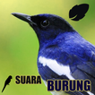 Koleksi Suara Burung