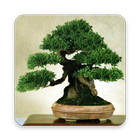 Bonsai Wallpaper HD biểu tượng