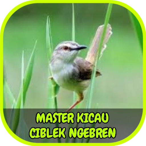 Master Kicau Ciblek Ngebren Offline