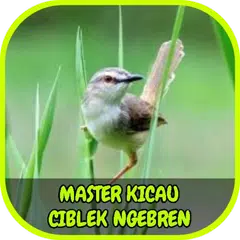 Master Kicau Ciblek Ngebren Offline APK 下載