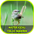 Master Kicau Ciblek Ngebren أيقونة