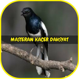 Masteran Kacer Dahsyat icon