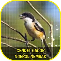 Cendet Gacor Ngerol Nembak Offline アプリダウンロード