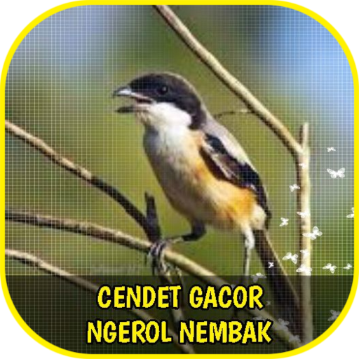 Cendet Gacor Ngerol Nembak